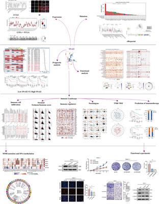 Comprehensively prognostic and immunological analysis of snail family transcriptional repressor 2 in pan-cancer and identification in pancreatic carcinoma